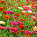 Zinnias by seattlite