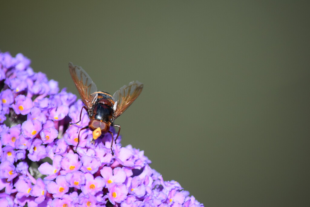 Hoverfly on Buddleia  by dragey74