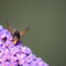 Hoverfly on Buddleia  by dragey74