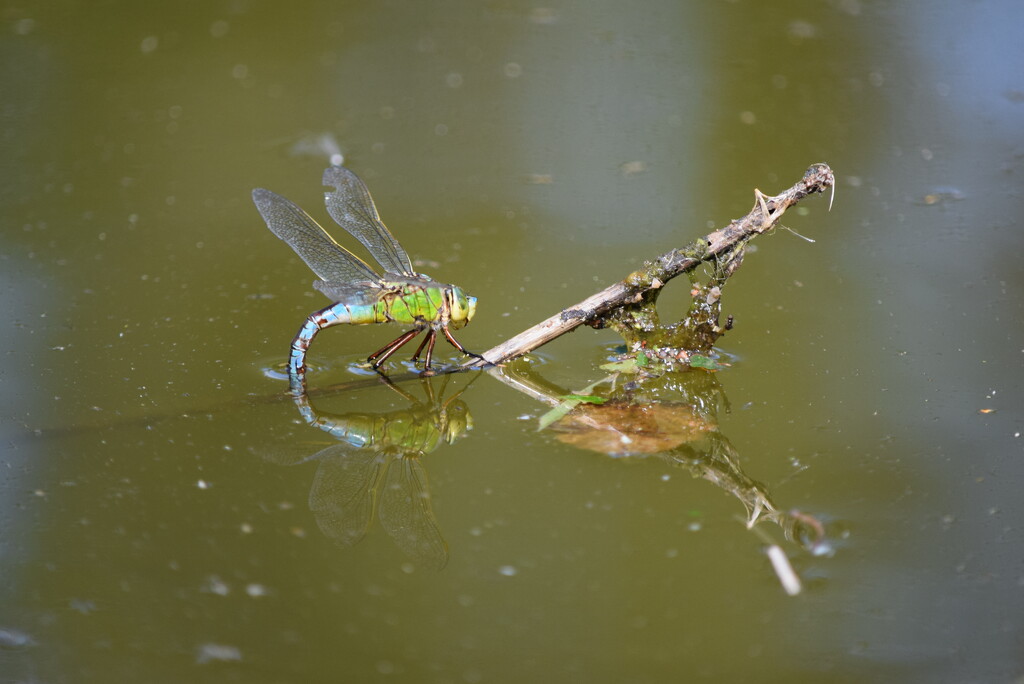 Emporer Dragonfly by dragey74