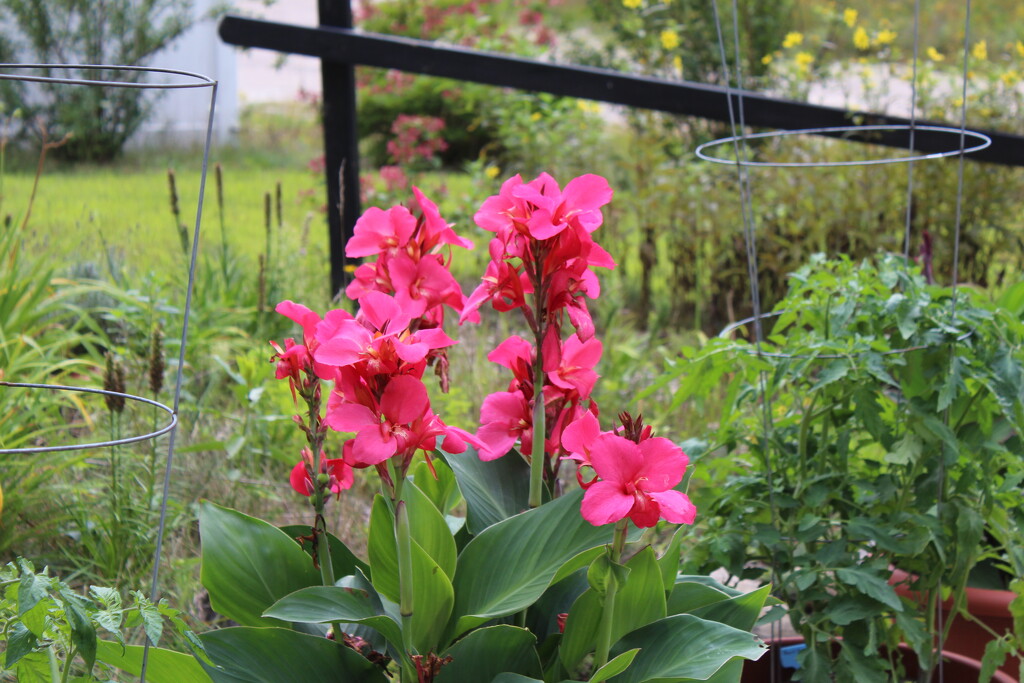 Red Flowers by huger