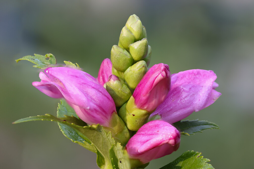 Buds to Bloom by jpcaron