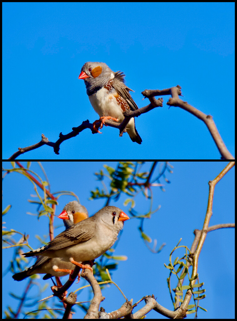 Male And Female Australian Zebra Finches by merrelyn