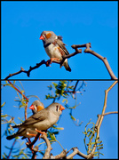 23rd Aug 2024 - Male And Female Australian Zebra Finches