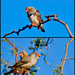 Male And Female Australian Zebra Finches by merrelyn