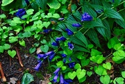 11th Aug 2024 - 8 11 Blue Bells