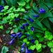 8 11 Blue Bells by sandlily