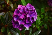 11th Aug 2024 - 8 11 Hydrangea Government House