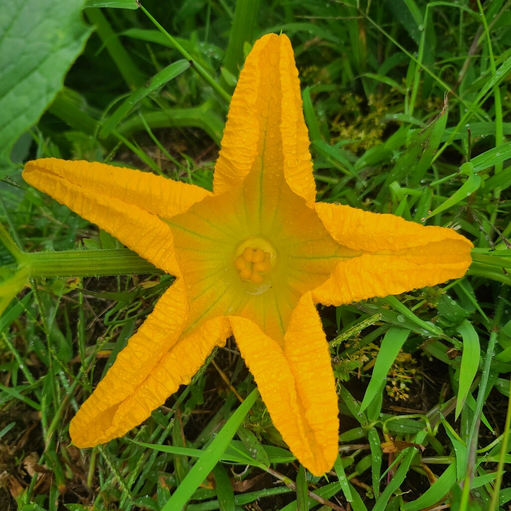 Pumpkin flower  by danjh