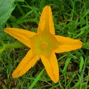 18th Aug 2024 - Pumpkin flower 