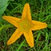 Pumpkin flower 