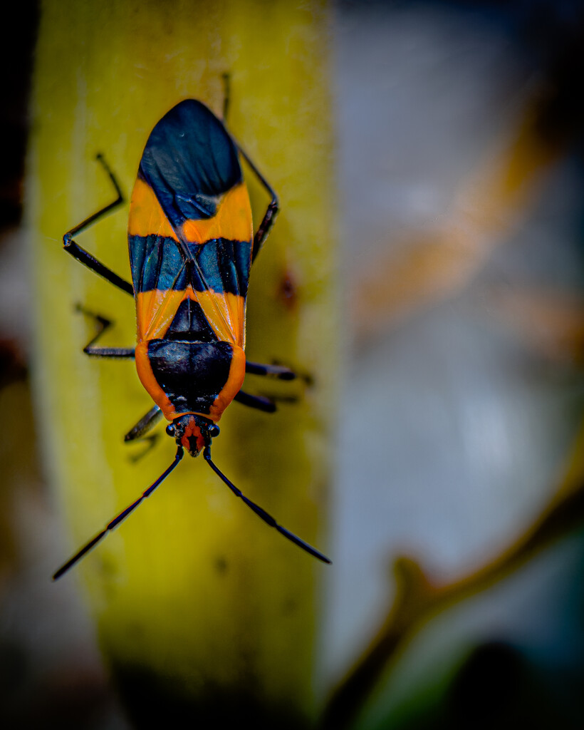 Milkweed Bug by jnewbio