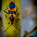 Milkweed Bug by jnewbio