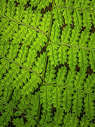 9th Aug 2024 - Fern Details