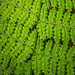 Fern Details