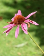 23rd Aug 2024 - Poor echinacea 