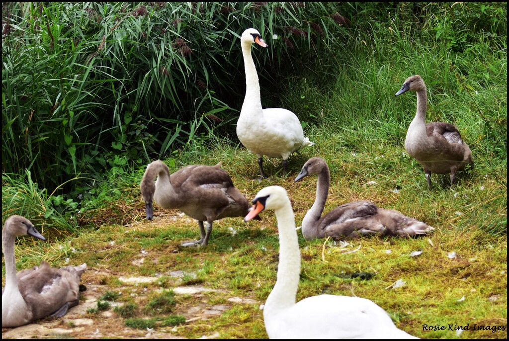 The swan family by rosiekind