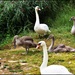 The swan family by rosiekind