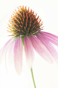 6th Aug 2024 - High Key Coneflower