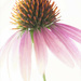 High Key Coneflower