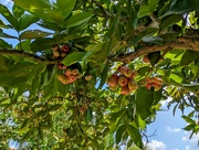 24th Aug 2024 - Don’t sit under the apple tree with anyone else but me