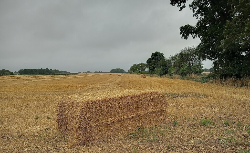 Combines are busy by 365projectorgjoworboys