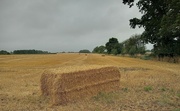 23rd Aug 2024 - Combines are busy