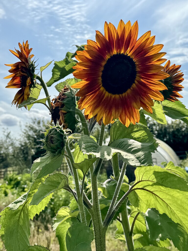 Sunflower by jeremyccc