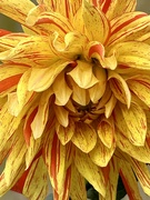 23rd Aug 2024 - Dahlia