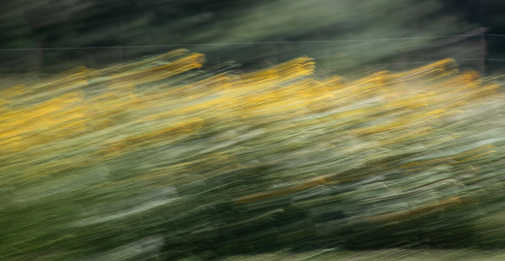 Flight of the Sunflowers by darchibald