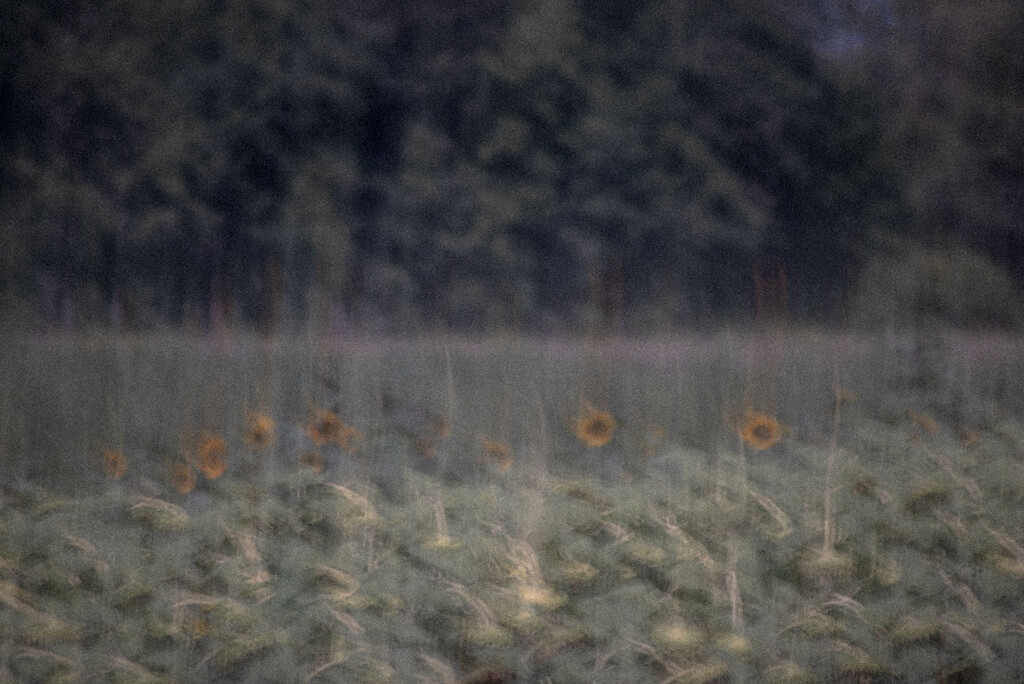 Sunflowers by darchibald