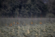 23rd Aug 2024 - Sunflowers