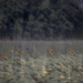 Sunflowers by darchibald