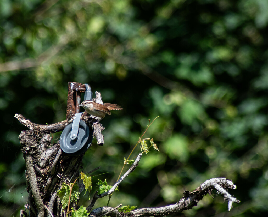 Carolina wren-2 by darchibald