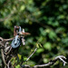 Carolina wren-2 by darchibald