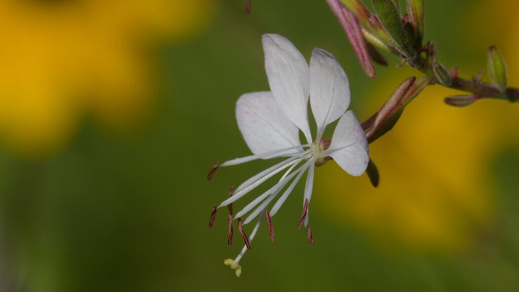 bee blossom by rminer