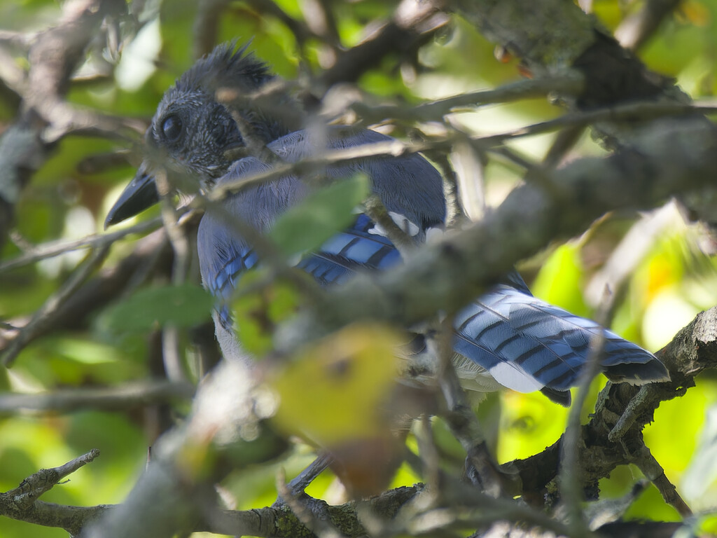 bluejay by rminer