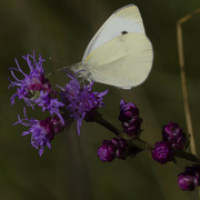 23rd Aug 2024 - white cabbage butterfly