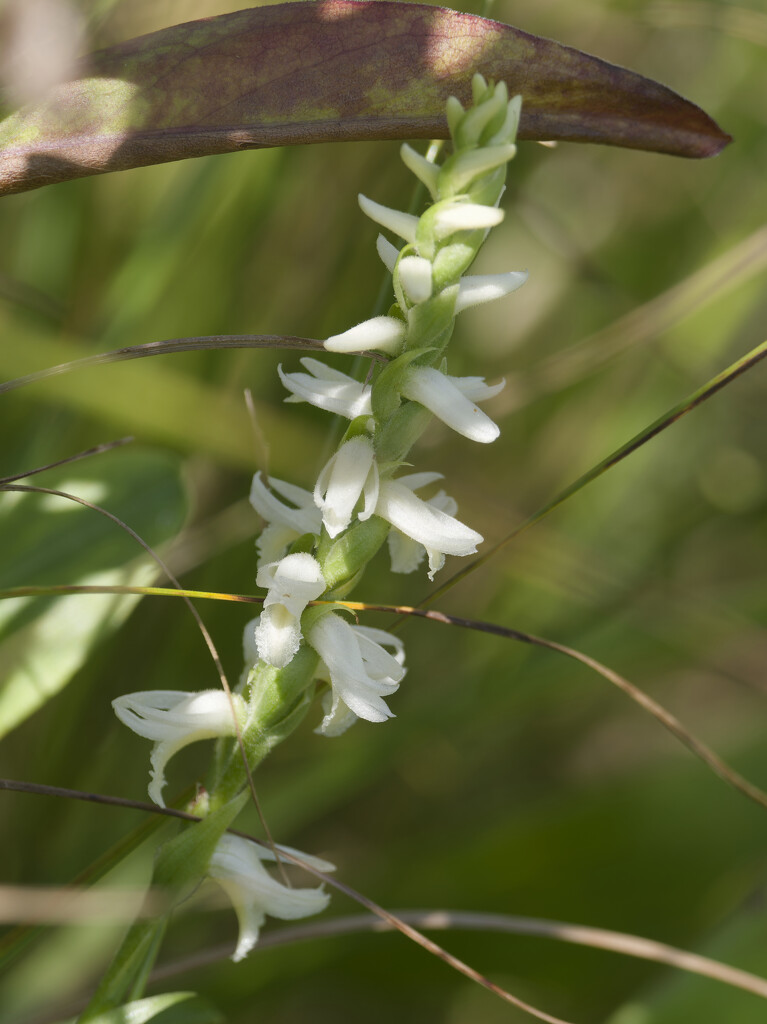 great plains Ladies tresses by rminer