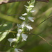 great plains Ladies tresses