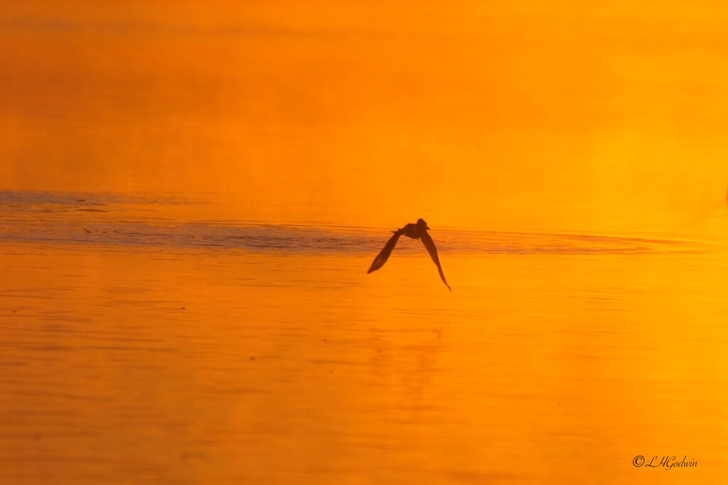 LHG_3237Kingfisher in the moring sunglow by rontu