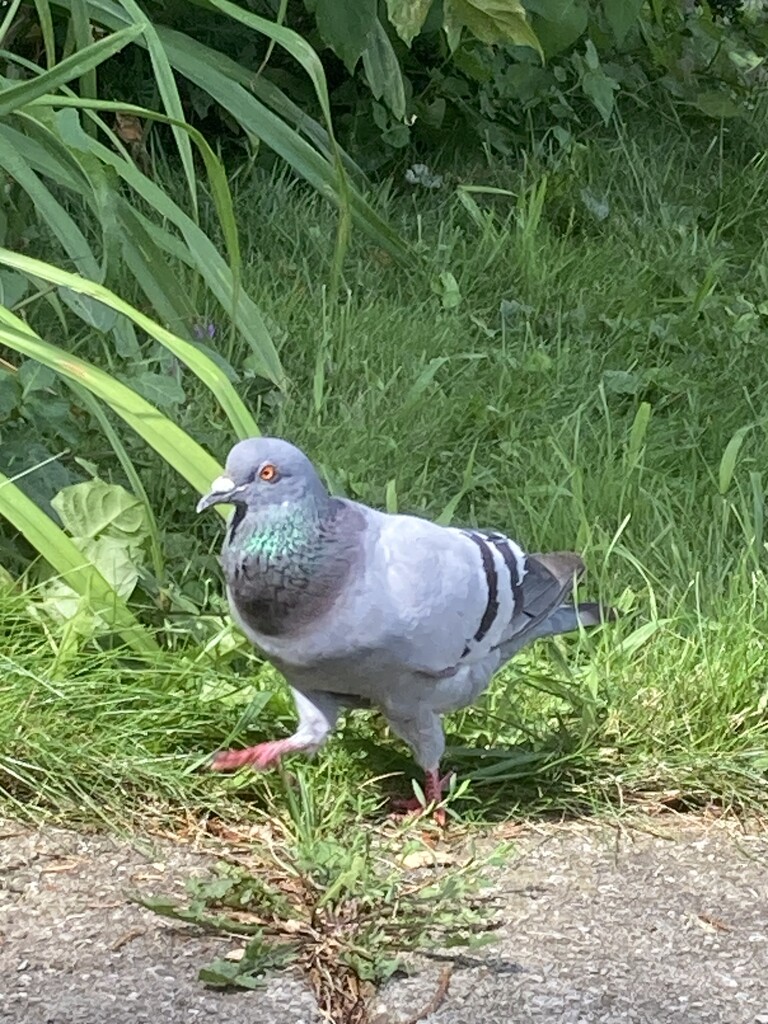 R Is for Rock Dove by spanishliz