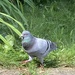 R Is for Rock Dove by spanishliz