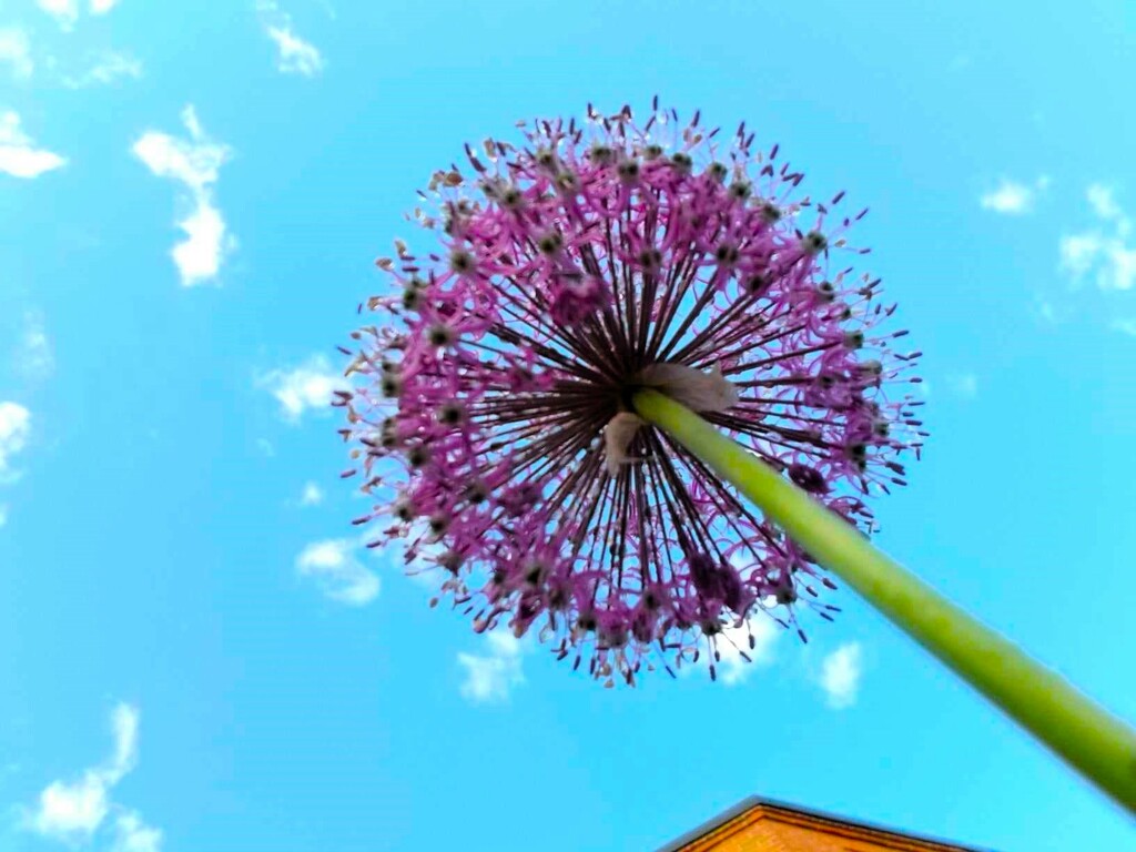 ALLIUM AT THE CHAPEL 2 by lizzybean