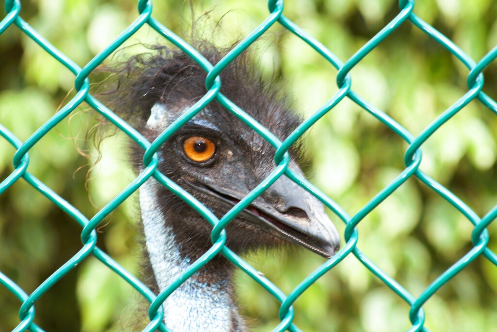 Emu  by photohoot