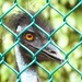 Emu  by photohoot