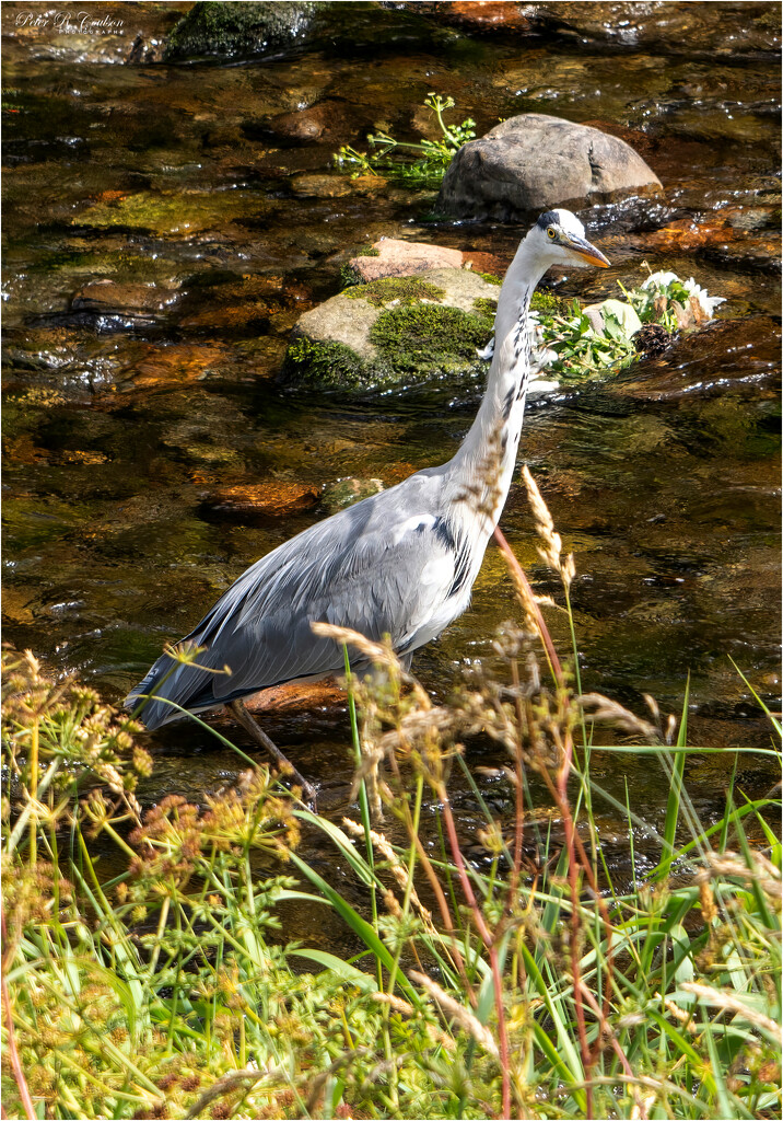 Grey Heron by pcoulson