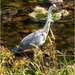 Grey Heron by pcoulson