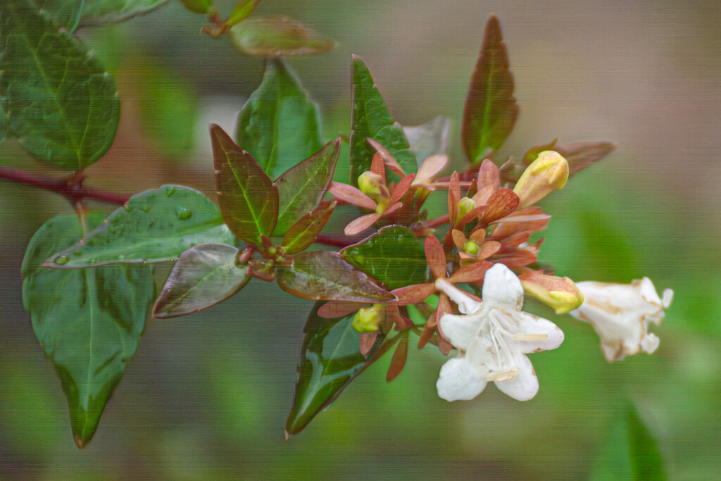 Flowering shrub... by thewatersphotos