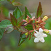 Flowering shrub... by thewatersphotos